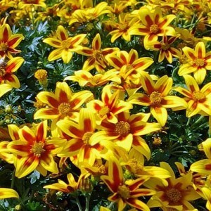 Bidens Pop Idol_300x300_300x300